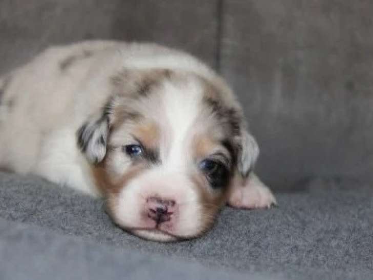 7 Chiots Berger Australien LOF Portée White Snow Réservation