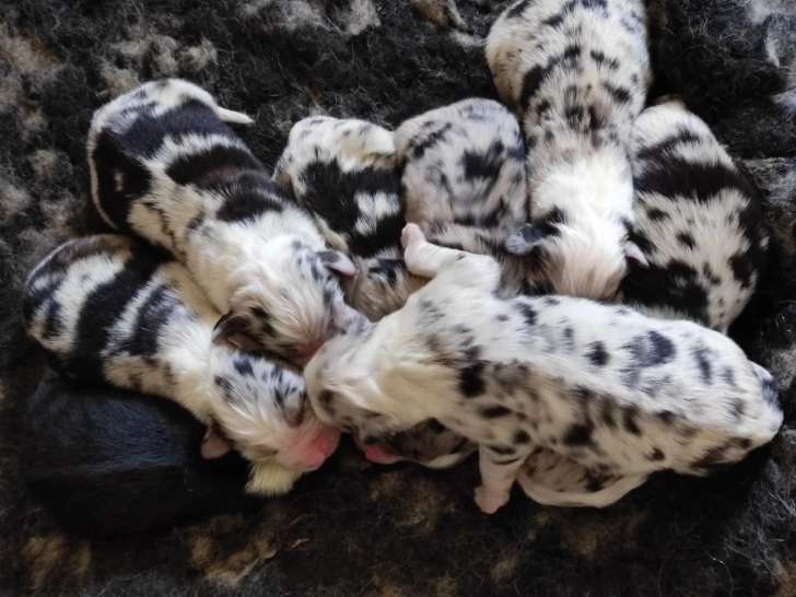 8 Chiots Berger Australien LOF Portée Des Cristaux Réservation