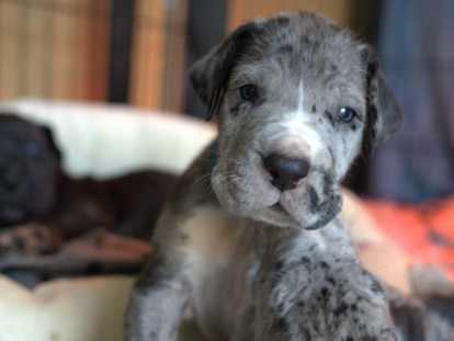 Portée de 13 chiots Dogue Allemand à vendre