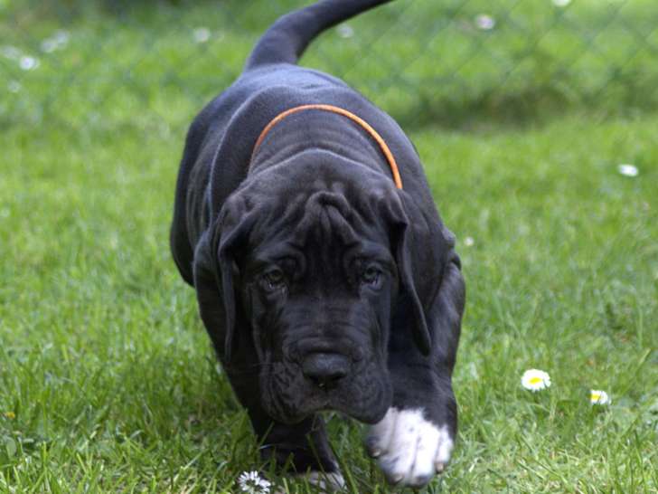Portée de 13 chiots Dogue Allemand à vendre