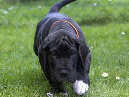 Portée de 13 chiots Dogue Allemand à vendre