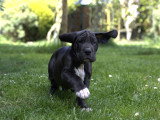 Portée de 13 chiots Dogue Allemand à vendre