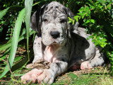 Portée de 13 chiots Dogue Allemand à vendre