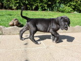 Portée de 13 chiots Dogue Allemand à vendre