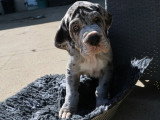 Portée de 13 chiots Dogue Allemand à vendre