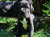Portée de 13 chiots Dogue Allemand à vendre