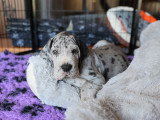 Portée de 13 chiots Dogue Allemand à vendre
