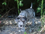 Portée de 13 chiots Dogue Allemand à vendre