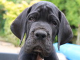 Chiots Dogue Allemand LOF