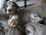 Chiots Dogue Allemand LOF
