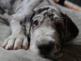 Chiots Dogue Allemand LOF
