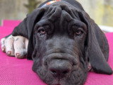 Chiots Dogue Allemand LOF
