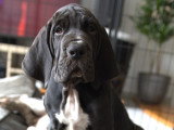 Chiots Dogue Allemand LOF