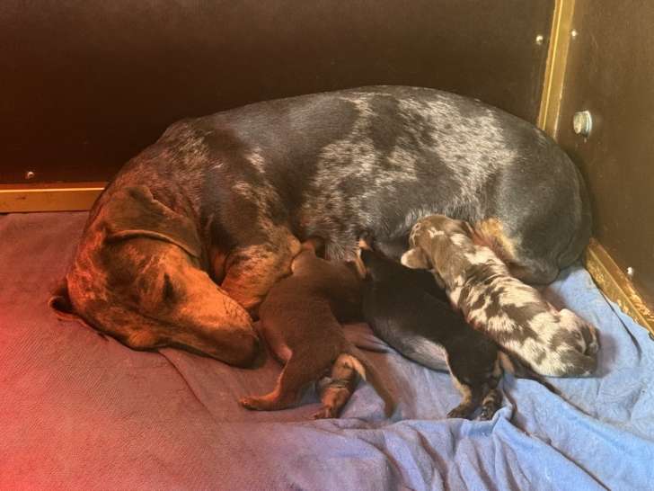 Portée de Teckels Nains né le 17/04/2026