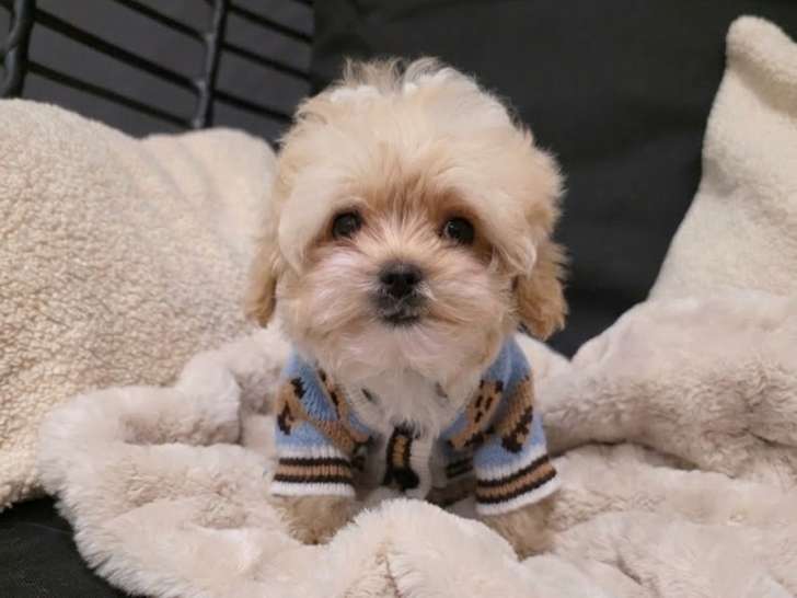 Chiots Maltipoo tea cup de lignée coréenne à vendre