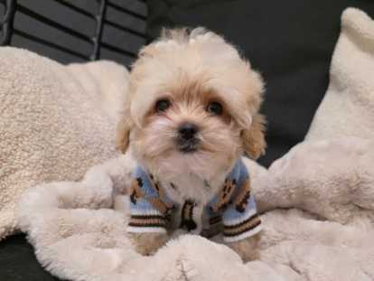 Chiots Maltipoo tea cup de lignée coréenne à vendre