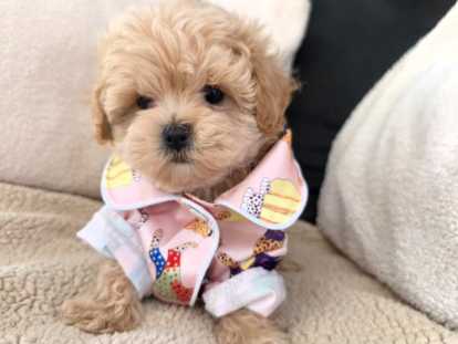 Chiots Maltipoo tea cup de lignée coréenne à vendre