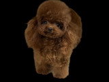 Chiots Maltipoo tea cup de lignée coréenne à vendre