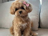 Chiots Maltipoo tea cup de lignée coréenne à vendre