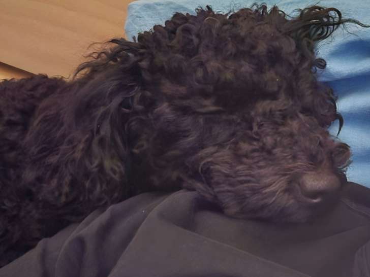 Caniche Nain disponible pour saillie