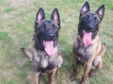 Deux frères Malinois de 3ans et demi à donner