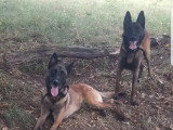 Deux frères Malinois de 3ans et demi à donner