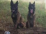 Deux frères Malinois de 3ans et demi à donner