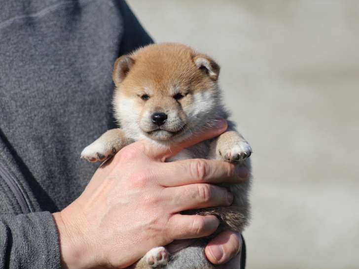 Chiots de race Shiba Inu à vendre (2 femelles & 4 mâles)