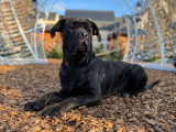 Femelle Cane Corso à vendre