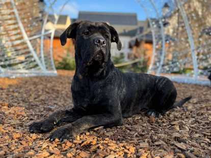 Femelle Cane Corso