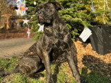 Femelle Cane Corso à vendre