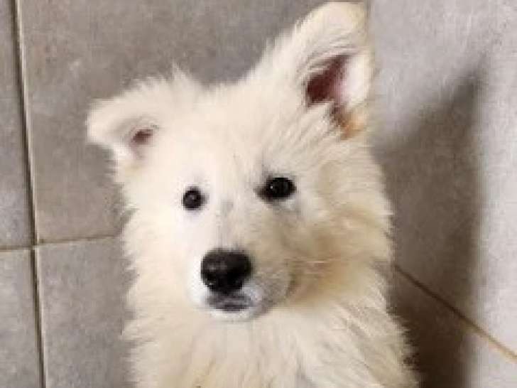 2 Mâles Berger Blanc Suisse Blanc 2 Mois LOF Vente Immédiate