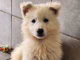 2 Mâles Berger Blanc Suisse Blanc 2 Mois LOF Vente Immédiate
