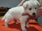 1 Femelle Berger Blanc Suisse Chiot LOF Disponible Immédiatement