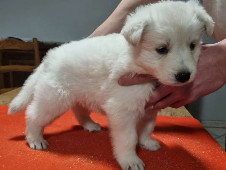1 Femelle Berger Blanc Suisse Chiot LOF Disponible Immédiatement