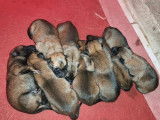 7 Chiots Berger Belge Du Lac Merlas LOF Réservation Mai