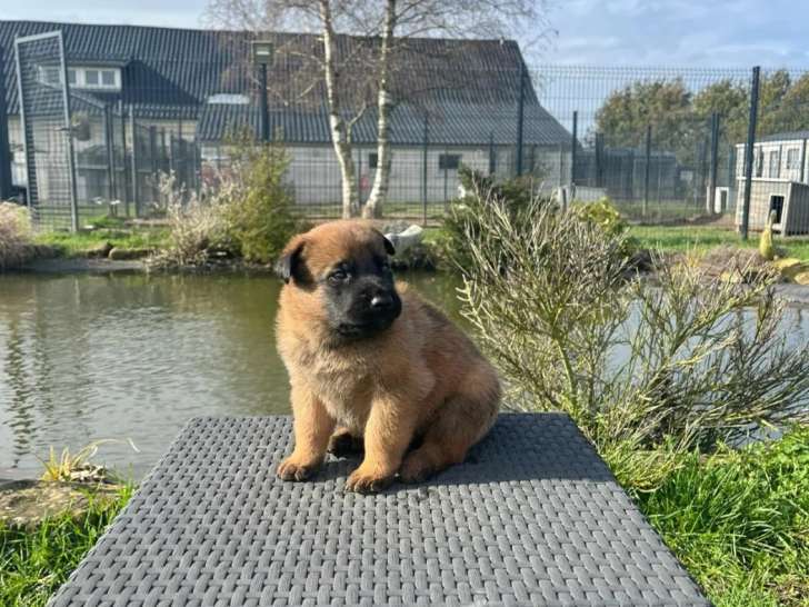 7 Chiots Berger Belge Gardiens D’Athéna LOF Réservation