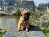 7 Chiots Berger Belge Gardiens D’Athéna LOF Réservation