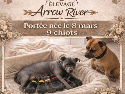 Chiots Staffie LOF à vendre