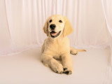 Mâle Golden Retriever disponible pour saillie
