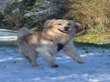 Mâle Golden Retriever disponible pour saillie