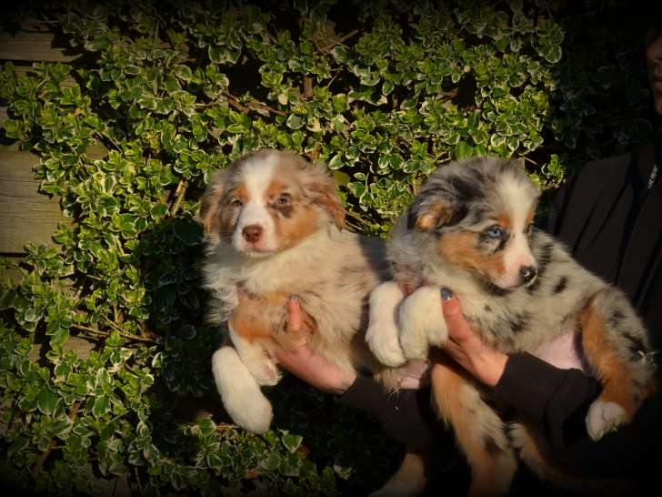 Chiots Berger Australien à vendre