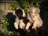 Chiots Berger Australien à vendre