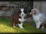 Chiots Berger Australien à vendre