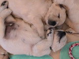Chiots de race Golden Retriever à vendre (2 femelles & 2 mâles)