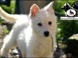3 Chiots Berger Blanc Suisse 3 mois LOF Réservation Fratrie