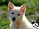 3 Chiots Berger Blanc Suisse 3 mois LOF Réservation Fratrie