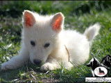 3 Chiots Berger Blanc Suisse 3 mois LOF Réservation Fratrie