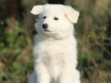 2 Femelles Berger Blanc Suisse blanc 1 mois LOF Réservation