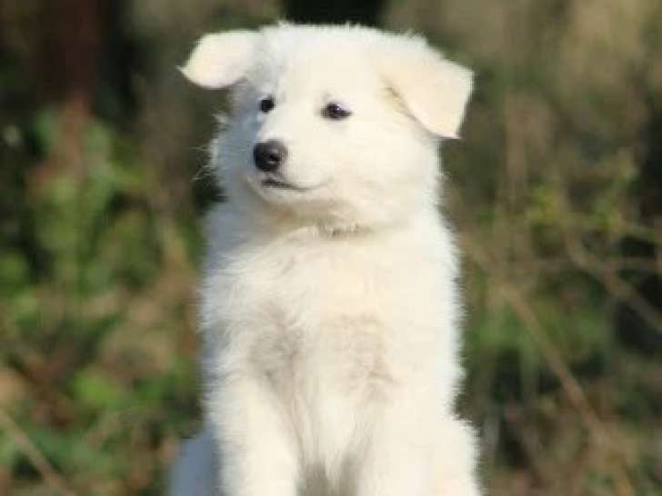 2 Femelles Berger Blanc Suisse blanc 1 mois LOF Réservation